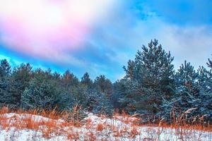 Frozen winter forest with snow covered trees. photo