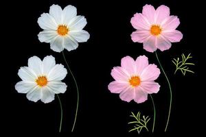 Bright colorful cosmos flowers photo