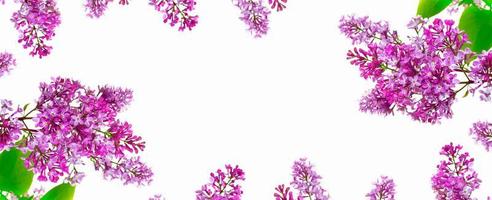 spring flowers lilac isolated on white background. photo