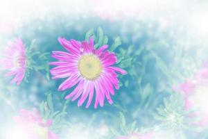 Colorful autumn flowers of aster photo