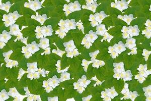 Natural floral background. jasmine flowers photo