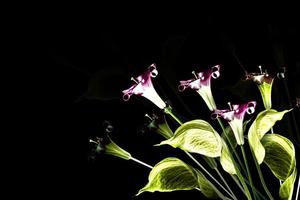 spathiphyllum flower isolated on black background. photo