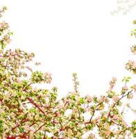 Flowering branch of apple isolated on a white background. photo