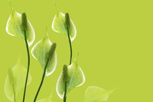 spathiphyllum flower isolated on yellow background. photo