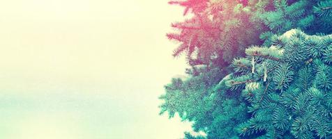 Frozen winter forest with snow covered trees. photo