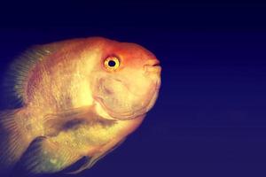 peces exóticos de colores brillantes foto