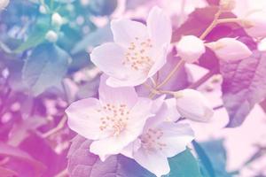 White jasmine The branch delicate spring flowers photo