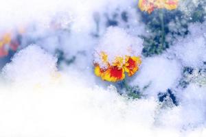 caléndula en la nieve y escarcha en el jardín de invierno. foto