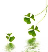 green clover leaves isolated on white background. St.Patrick 's Day photo