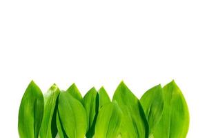 Fresh green leaves. Lily of the valley flower on white background photo