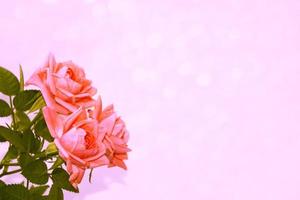 Bright colorful flower rose. floral background photo