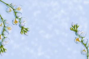 branch of jasmine flowers isolated on blue background. photo