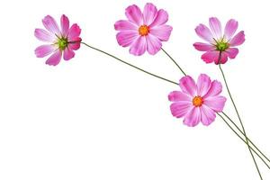 Bright colorful cosmos flowers photo