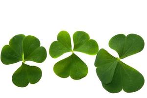 green clover leaves isolated on white background. St.Patrick 's Day photo