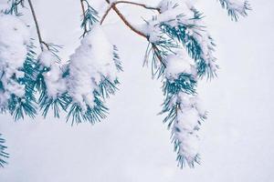 Frozen winter forest with snow covered trees. photo