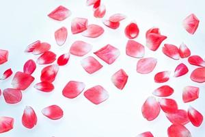 Bright pink rose petals. floral background. photo