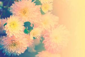 Colorful chrysanthemum flowers on a background of the autumn landscape photo