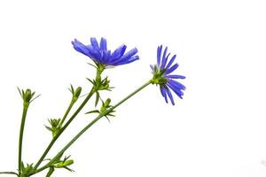 Chicory flower with leaf isolated on white background photo