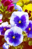 Closeup of colorful pansy flower. photo