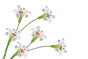 Bright lily flowers isolated on white background. photo