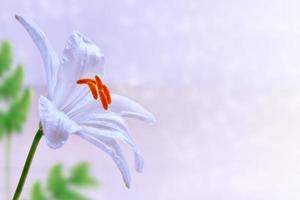 Bright colorful lily flowers. Floral background. photo
