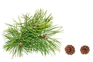 Pine tree branch and cones photo