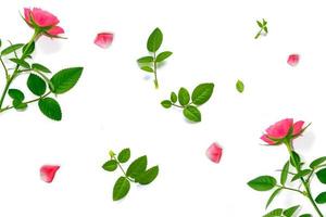 Flower bud roses on a white background photo