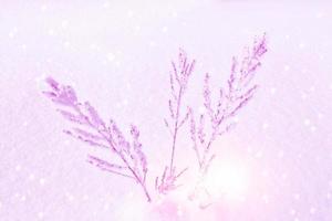 Blurred frozen grass. Winter abstract background. Landscape. photo