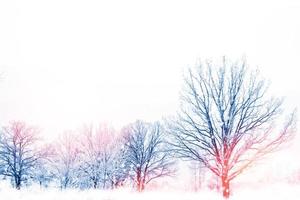 Frozen winter forest with snow covered trees. photo