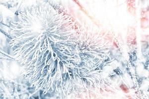 forest in the frost. Winter landscape. Snow covered trees. photo