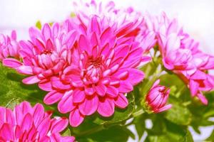 Colorful chrysanthemum flowers on a background of the autumn landscape photo