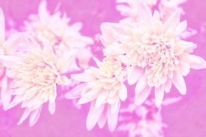 Colorful autumn flowers of chrysanthemum photo