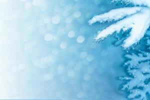 Frozen winter forest with snow covered trees. photo