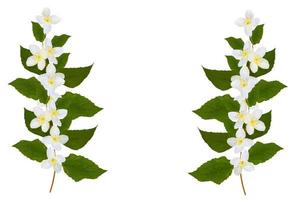 branch of jasmine flowers isolated on white background. photo