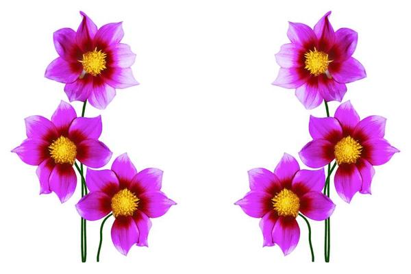 Animated Flowers Stock Photos Images And Backgrounds For Free Download Animated Flowers Stock Photos Images And Backgrounds For Free Download