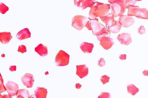 Bright pink rose petals. floral background. photo