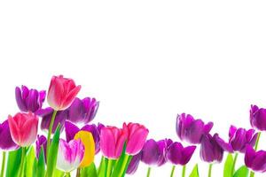 spring colorful flowers tulips. floral collection. photo