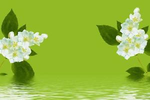 branch of jasmine flowers isolated on green background. photo