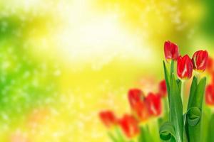 Bright colorful spring flowers photo