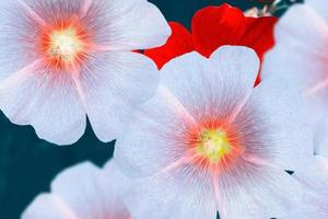 Bright flowers mallow photo