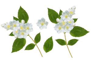 branch of jasmine flowers isolated on white background. photo