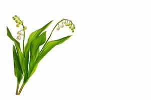 Lily of the valley flower on white background photo