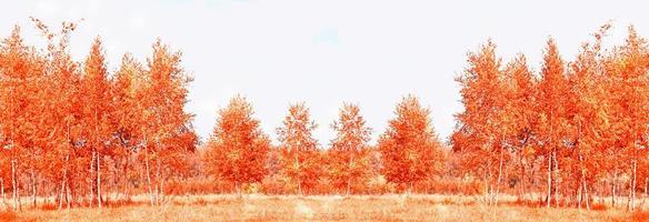 Autumn landscape. Trees with bright colorful leaves photo