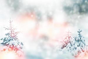 Frozen winter forest with snow covered trees. photo