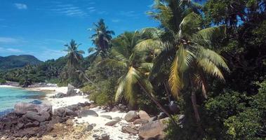 arbres verts et eau bleue claire de l'île de mahé au coeur de l'océan indien, seychelles