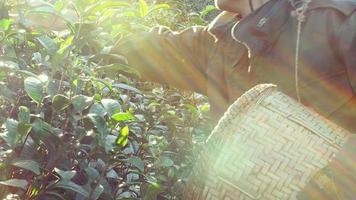 el hombre trabaja o cosecha té verde en la granja de té local chiangmai tailandia - concepto de trabajador de granja de té video