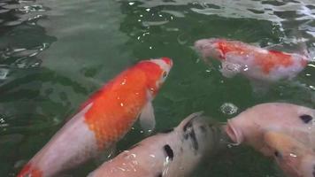 Colorful fancy crap fish in a pond - lovely aquatic animal video