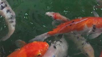 peixe colorido extravagante em uma lagoa - adorável animal aquático