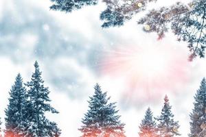 Frozen winter forest with snow covered trees. photo