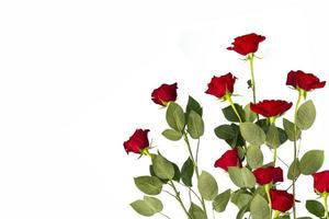 Five red roses on a white background. floral background photo